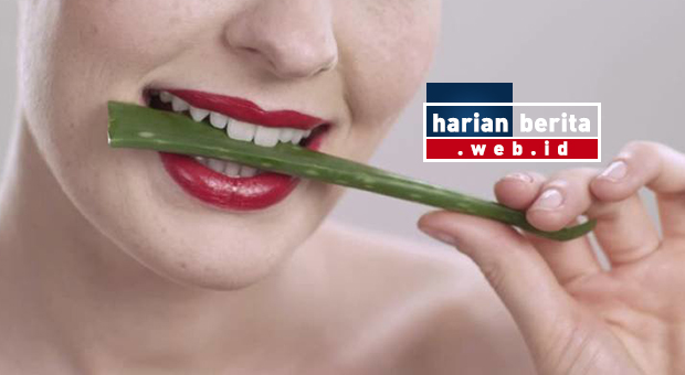 9 Bahaya Mengejutkan Lidah Buaya